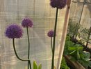 Чеснок просто обожает это просто и эффективное удобрение, особенно в июле