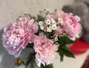 Бережный уход за пионами: пышное цветение гарантировано