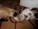 Кошка может этим отравиться: в Роскачестве выявили худшие корма для питомцев