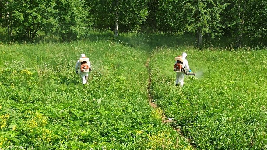 В Кирове продолжают уничтожать борщевик