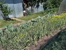 Чеснок просто обожает это простое и популярное удобрение, особенно в июле