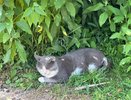 В Вятских Полянах уличный кот укусил ребенка и умер