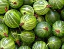 Витаминная заготовка из крыжовника на зиму без варки: очень вкусно и полезно