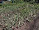 Всего пару раз полить этим лук на грядке и огромные головки обеспечены