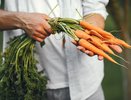Посадите этот сорт моркови после 25 июля: соберете рекордный урожай в сентябре