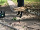 В Кировской области начнут проверку деревьев после гибели девочки