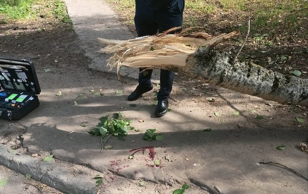 В Кировской области начнут проверку деревьев после гибели девочки
