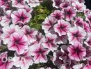 Пышные петунии: ложка на ведро — и цветы роскошно цветут до заморозков