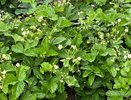Одно из самых популярных растений у дачников запретили выращивать: новое правило вводится с августа