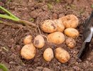 Если так окучить картофель, то в сентябре с каждой лунки выйдет по мешку