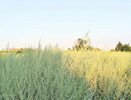 Не сорняк, а золото — никогда не выбрасываю: с одной грядки собираю горы урожая
