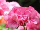 Подмешала 2 ложки в воду, и герань ожила: кустик наряднее с каждым днем