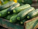 Три диетических блюда из кабачков: готовим просто, худеем вкусно