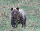 "Несся прямо на нас": в Советском районе грибники встретили в лесу медведя