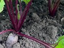 Даю это удобрение свекле и моркови в августе, и они сразу растут больше, вкуснее и слаще