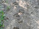 Жители деревни в Куменском районе обнаружили следы медведя