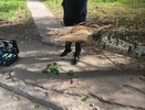 Глава СК Бастрыкин потребовал доклад по инциденту с погибшей юной чепчанкой