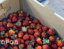 Чем обработать клубнику после сбора от болезней и вредителей. Надежное средство на века