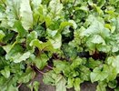 Выкапывать стоит: 2 важных признака готовности свеклы к уборке — советы агронома