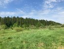 Россельхознадзор рассказал о десятках опасных вредителей в лесах Кирова