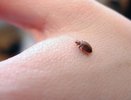 Как вывести клопов и не допустить повторного заражения дома — мощное действенное комбо