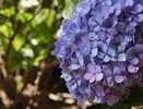 Эффективный осенний уход за гортензиями: как правильно подготовить их к зимовке