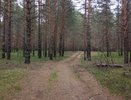 Не стоит ходить после дождя и глубоко в лес: грибникам назвали самые распространенные ошибки
