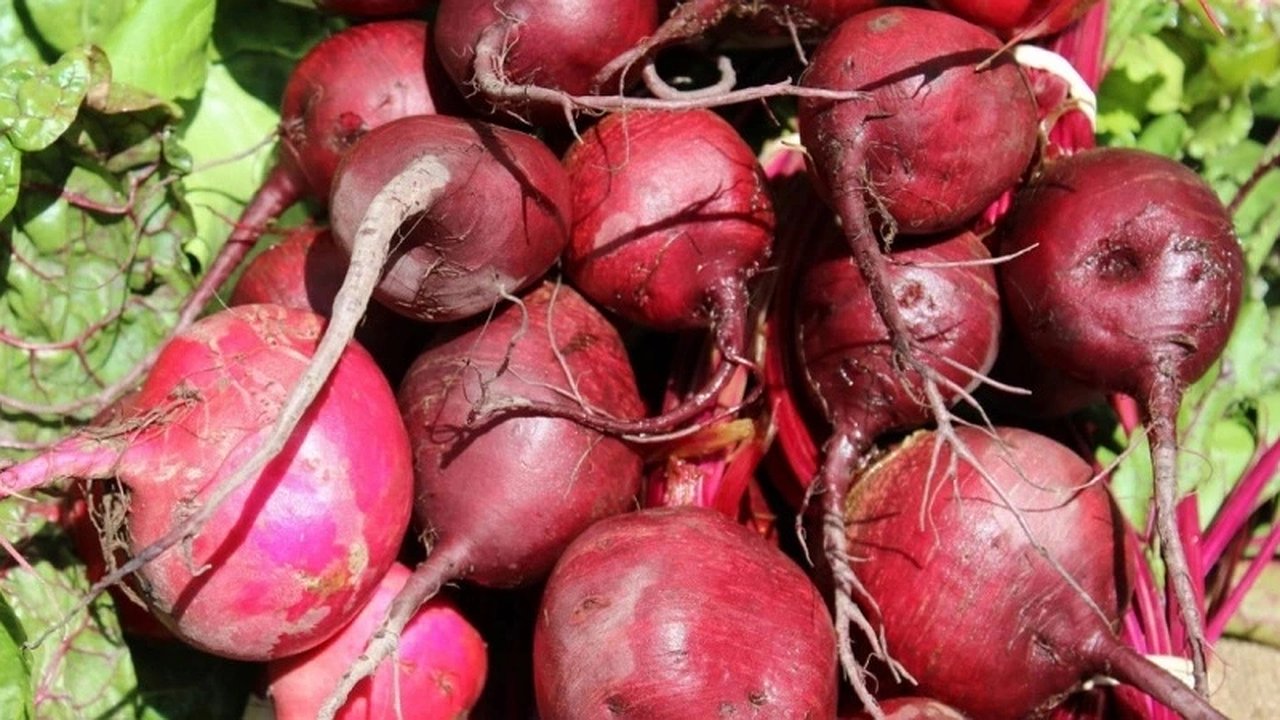 Главная картинка новости: Свекла будет сочная и крепкая: уже названы даты для сбора урожая по лунному календарю в 2024 году