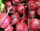 Свекла будет сочная и крепкая: уже названы даты для сбора урожая по лунному календарю в 2024 году