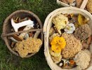 Об этом вкусном грибе многие и не слышали: грибники несут полные корзины таких