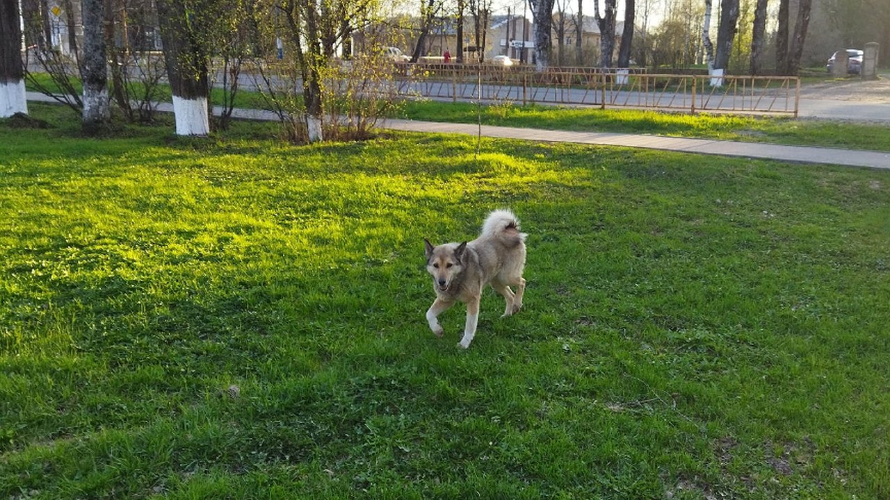 Главная картинка новости: В Суне собака покусала 13-летнего мальчика