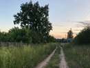 В Кирове установили вторую карантинную фитосанитарную зону