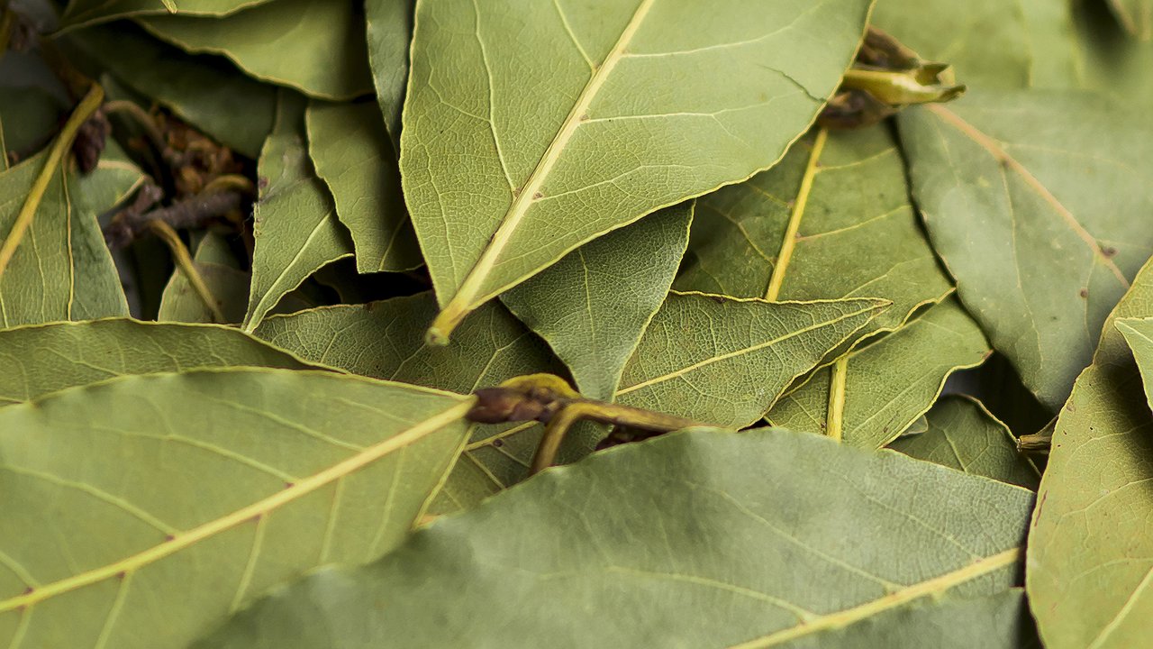 Главная картинка новости: Закопала лавровый лист в огороде — и душа спокойна: делаю так каждую осень — эффект лучше, чем думала