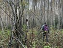 Котельничское село подверглось нападению свирепых хищников