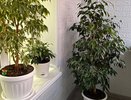 Высасывают все силы и здоровье: это цветы-вампиры, которые не нужно держать дома