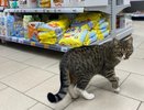 В Кирове выявлено более 700 тонн опасного корма для животных