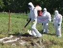 В Кировской области ввели карантин из-за обнаружения медведя с трихинеллезом