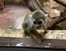 Обезьяна, хорек, лиса, норка: в Минздраве рассказали, какие животные кусали кировчан