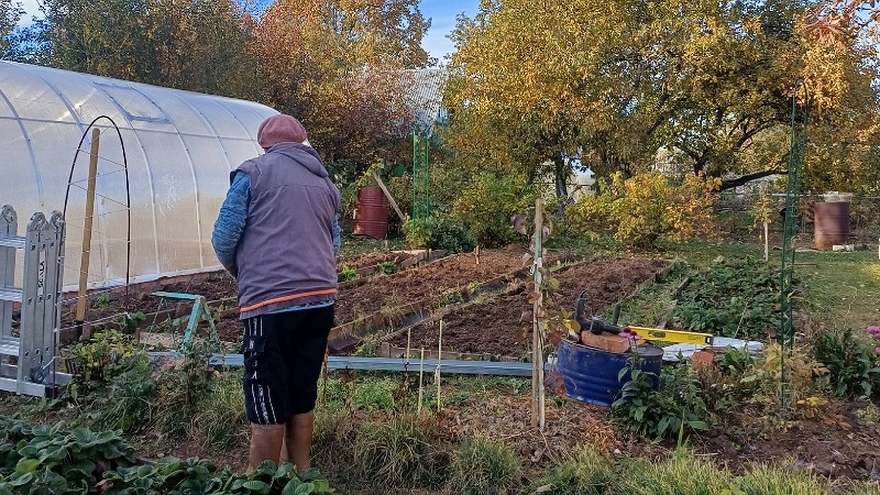 Главная картинка новости: Посадил рядом с выгребной ямой — и откачка больше не нужна: действует как насос