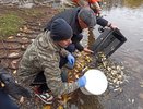 В пруды у цирка выпустили еще 100 кг мальков