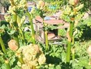 Овощ, который убивает почки: в Европе от него отказались, а в России до сих пор едят