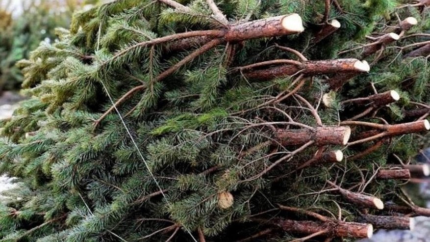 Главная картинка новости: В преддверии Нового года елки из Кировской области отправляют по всей России