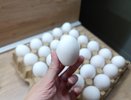 Выбираем куриные яйца только таким способом: хитрость, которую знают опытные продавцы – 2 полезных лайфхака