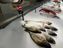 Опасная рыба так и кишит паразитами: в ней обнаружили 10-метровых червей