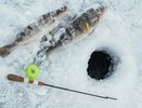И прикормка не нужна — новый способ подледной рыбалки в январе