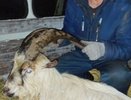 В Нолинском районе козел-потеряшка и хозяин встретились спустя два месяца