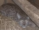Рысь, пойманная в Оричах в начале декабря готовится к передаче в другой реабилитационный центр