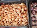 Всегда кладу луковую шелуху под кровать: старинный метод – актуальный по сей день