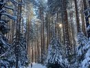 Кировские охотники в 2024 году добыли 264 волка