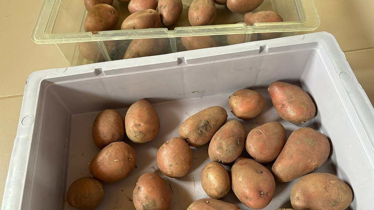 Главная картинка новости: В Кировской области почти на 90% подорожал картофель